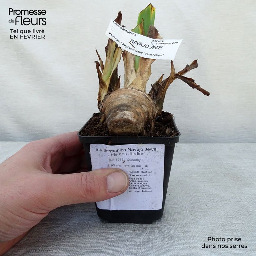 Iris Navajo Jewel - Tall Bearded Iris 8/9 cm pot sample as delivered in winter