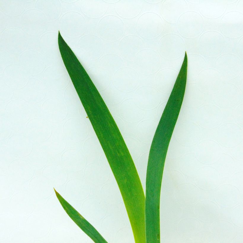 Iris New Leaf (Foliage)