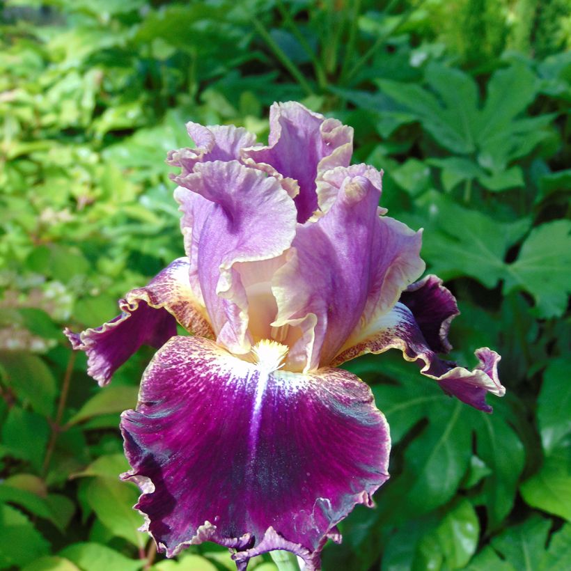 Iris New Leaf (Flowering)