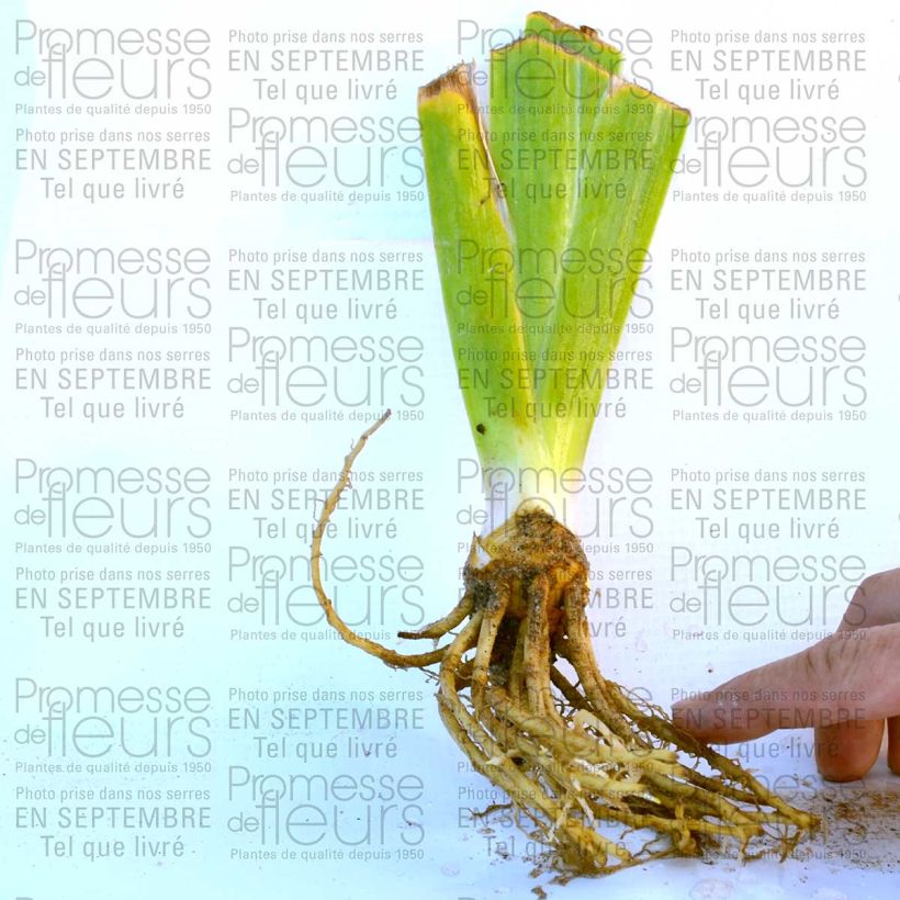 Example of Iris New Leaf 8/9 cm pot specimen as delivered