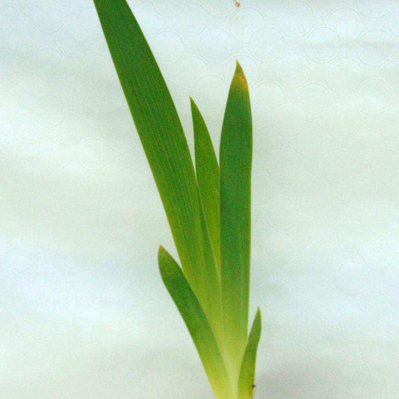 Iris Obsidian - Tall Bearded Iris (Foliage)