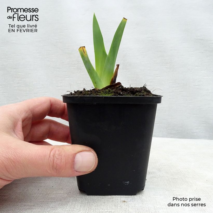 Iris Obsidian - Tall Bearded Iris 8/9 cm pot sample as delivered in winter
