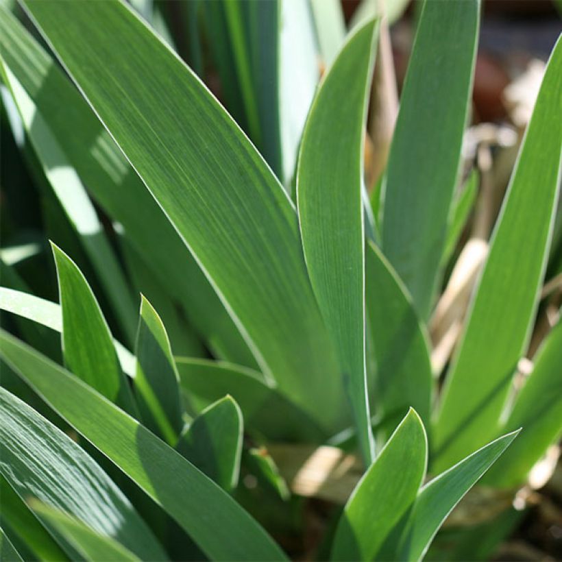 Iris germanica Ola Kala - Bearded Iris (Foliage)