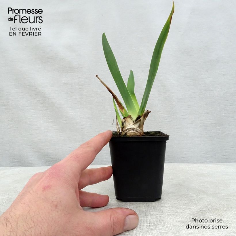 Iris germanica Ola Kala - Bearded Iris 8/9 cm pot sample as delivered in winter