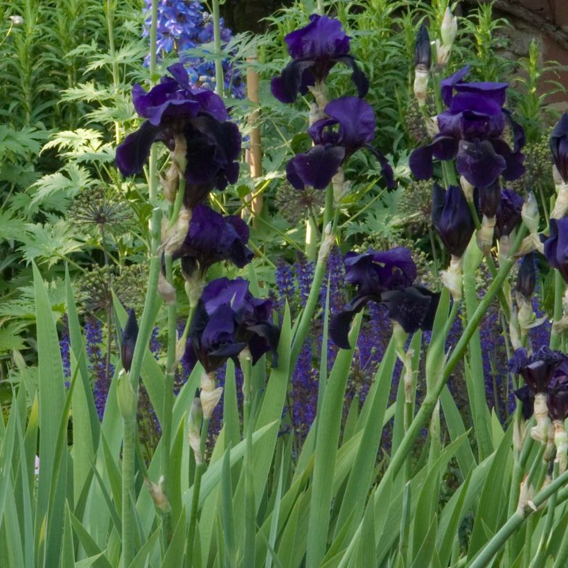 Iris Old Black Magic - Tall Bearded Iris (Plant habit)