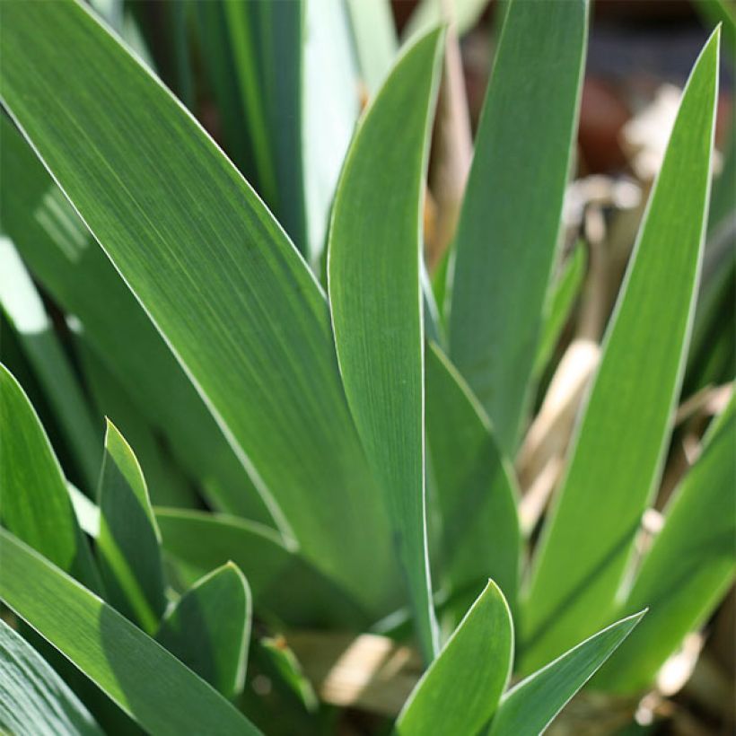 Iris Ominous Stranger - Tall Bearded Iris (Foliage)