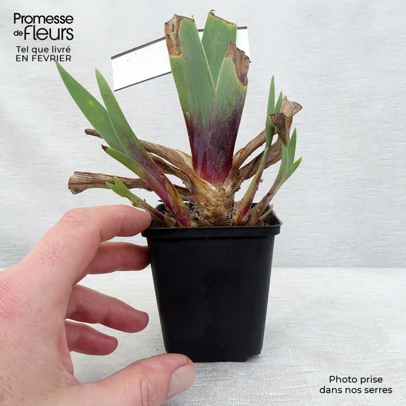 Iris Ominous Stranger - Tall Bearded Iris 8/9 cm pot sample as delivered in winter