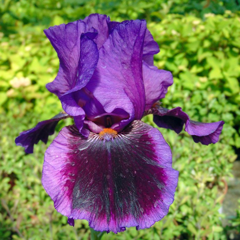 Iris Pagan Dance - Bearded Iris (Flowering)