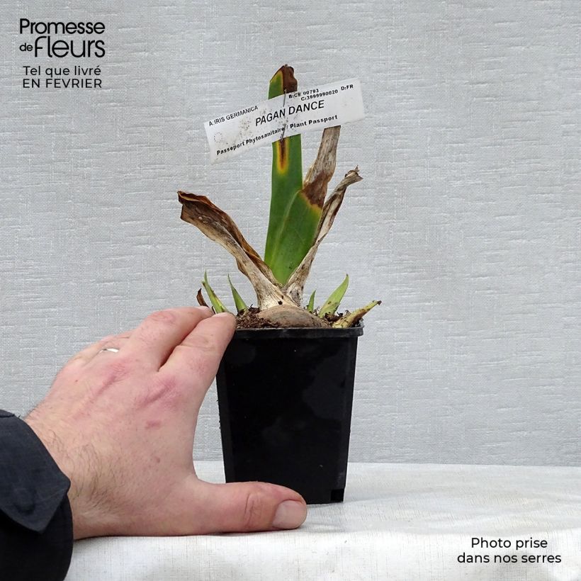 Iris Pagan Dance - Bearded Iris 8/9 cm pot sample as delivered in winter