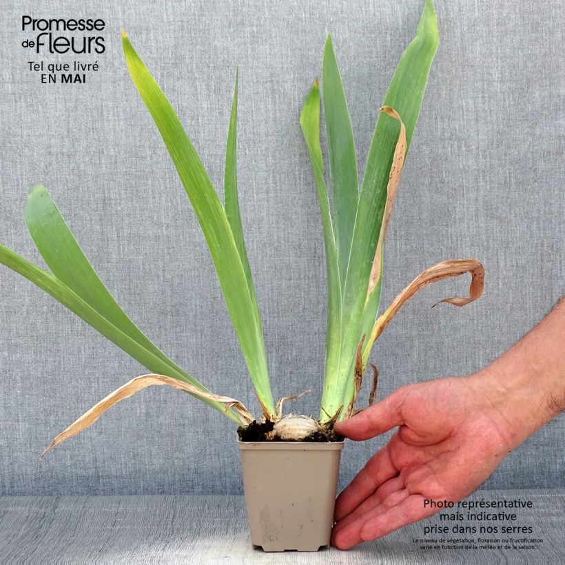 Iris Pastel Printanier - Tall Bearded Iris sample as delivered in spring