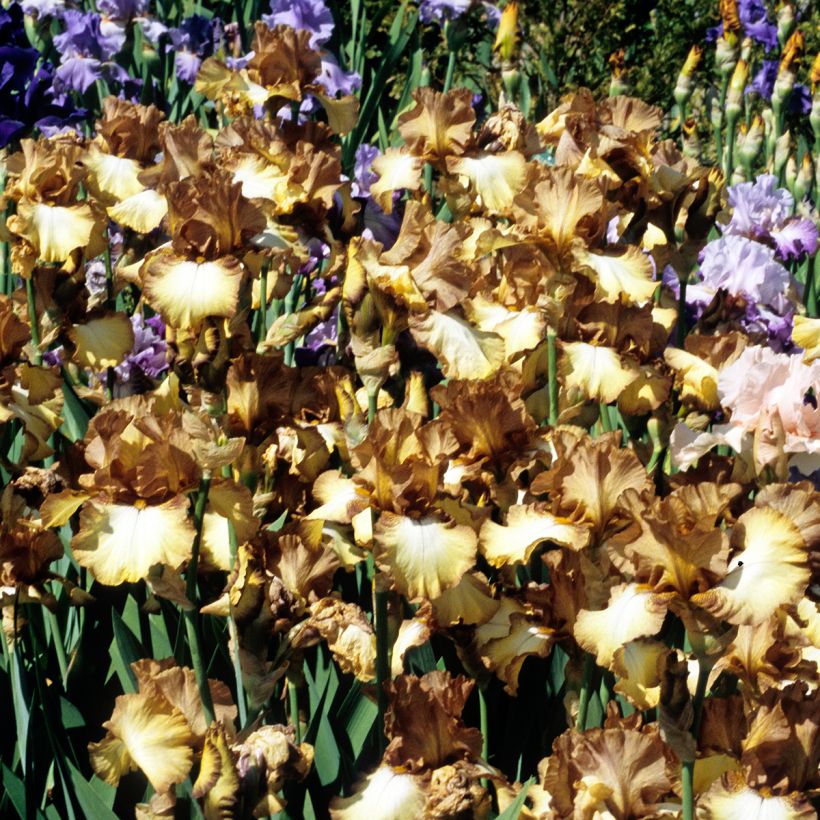 Iris Patina - Tall Bearded Iris (Plant habit)