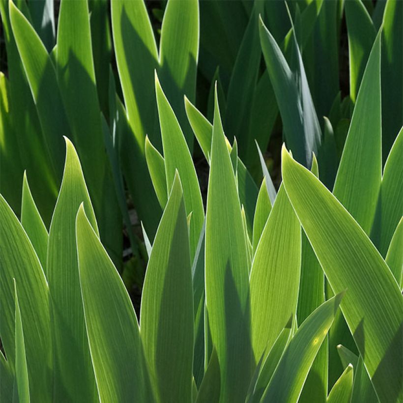 Iris Petit Bijou (Foliage)