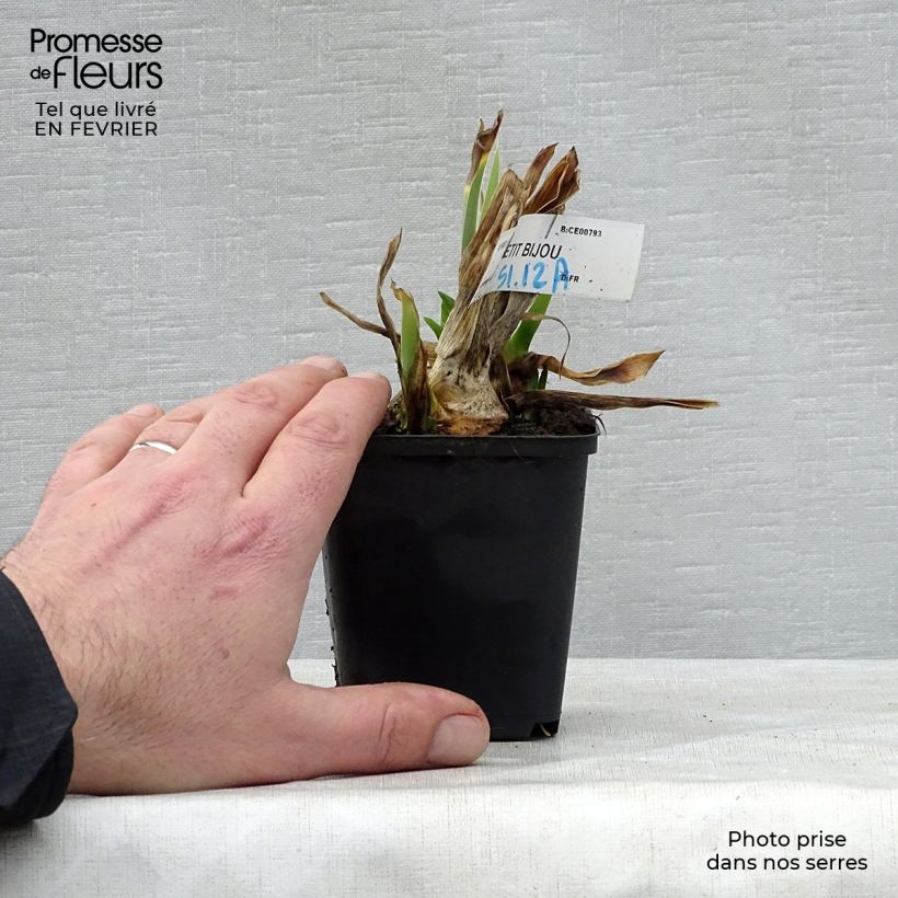 Iris Petit Bijou 8/9 cm pot sample as delivered in winter