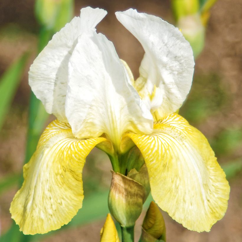 Iris Pinnacle - Bearded Iris (Flowering)