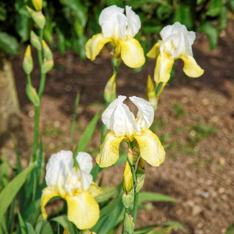 Iris Pinnacle - Bearded Iris (Plant habit)