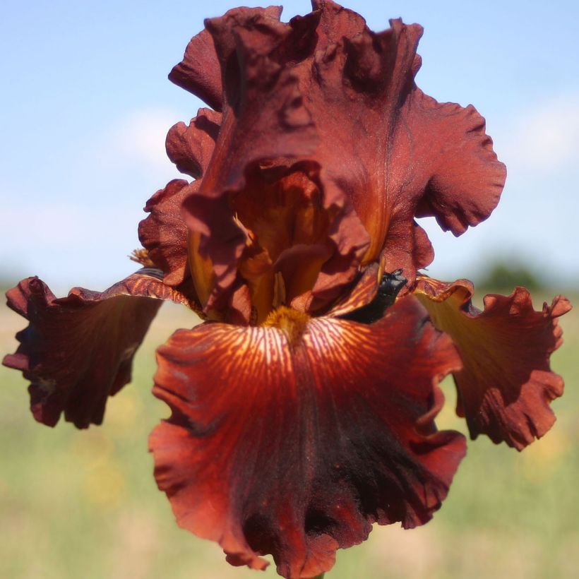 Iris Play with Fire (Flowering)