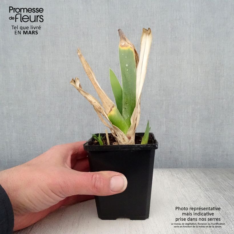Iris Poésie - Tall Bearded Iris 8/9 cm pot sample as delivered in spring