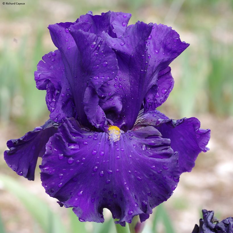 Iris Profond Soupir - Tall Bearded Iris (Flowering)
