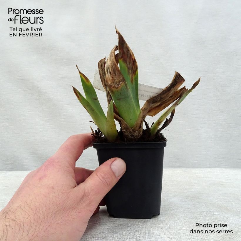 Iris Raspberry Silk - Border Bearded Iris 8/9 cm pot sample as delivered in winter