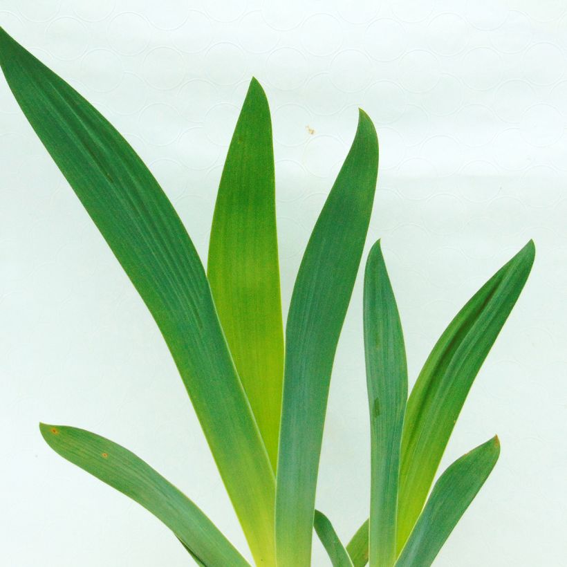 Iris Raspberry Wine (Foliage)