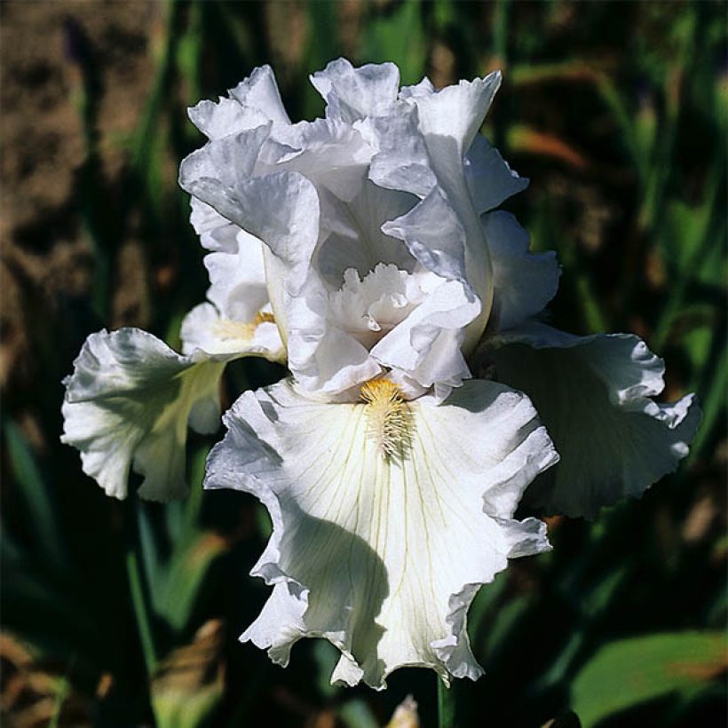 Iris Re La Blanche - Tall Bearded Iris (Flowering)