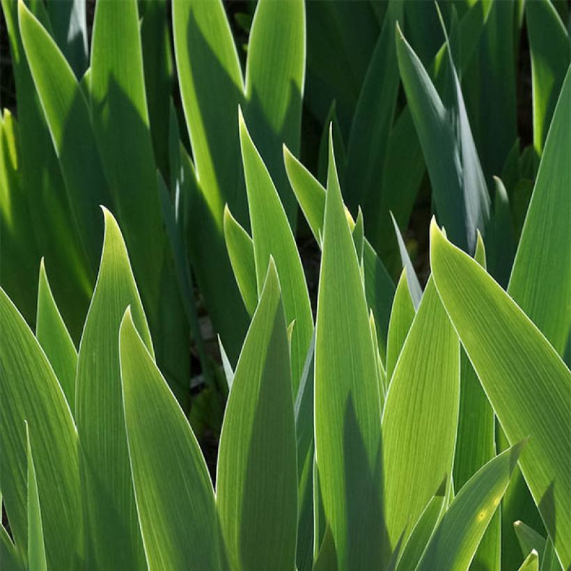 Iris Ringo - Tall Bearded Iris (Foliage)