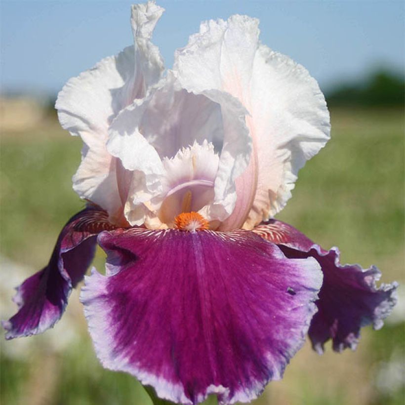 Iris Ringo - Tall Bearded Iris (Flowering)