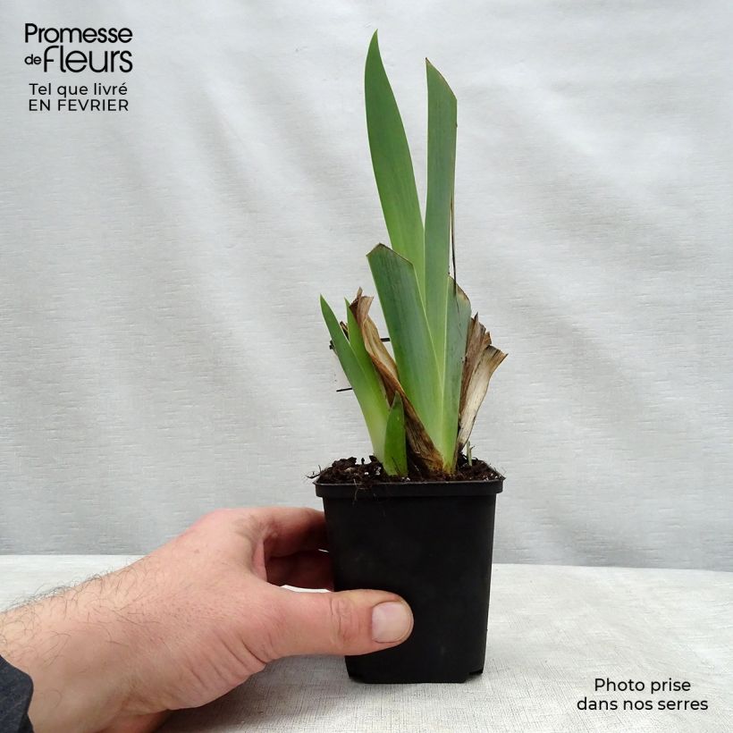 Iris Ringo - Tall Bearded Iris 8/9 cm pot sample as delivered in winter