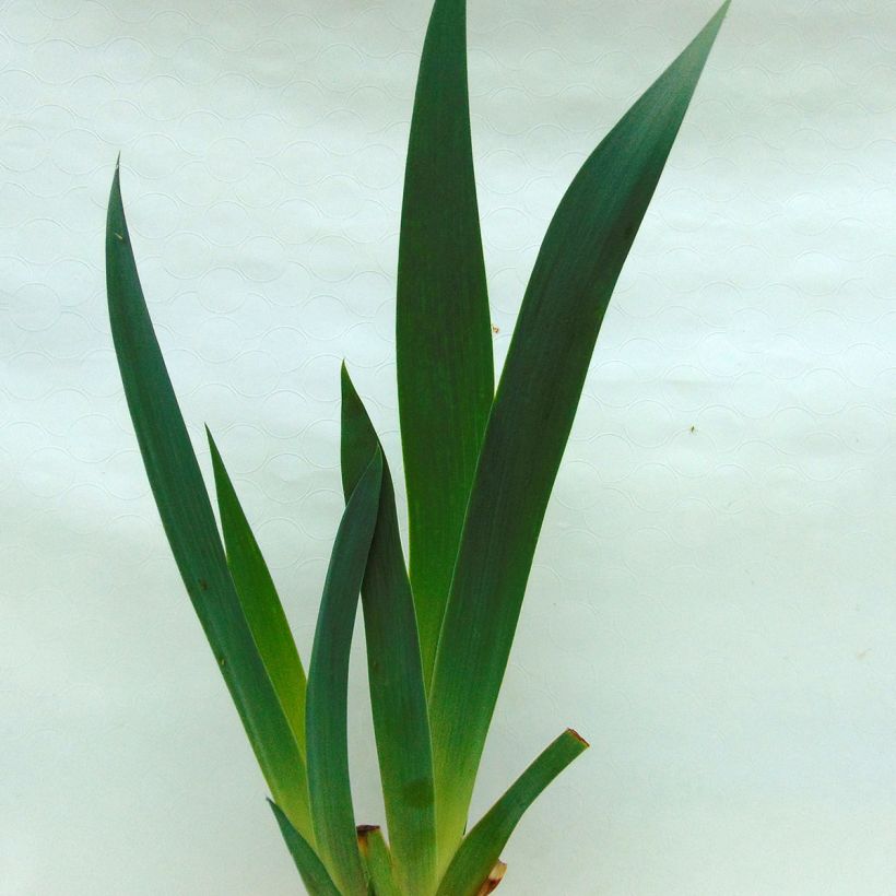 Iris Rising Moon (Foliage)