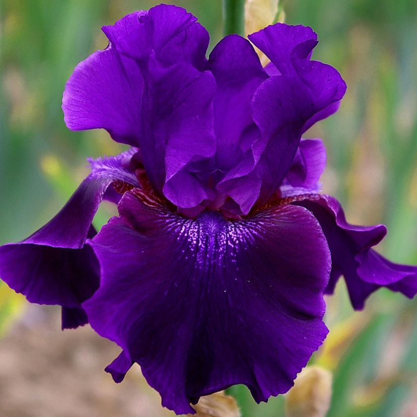 Iris Rosalie Figge - Tall Bearded Iris (Flowering)