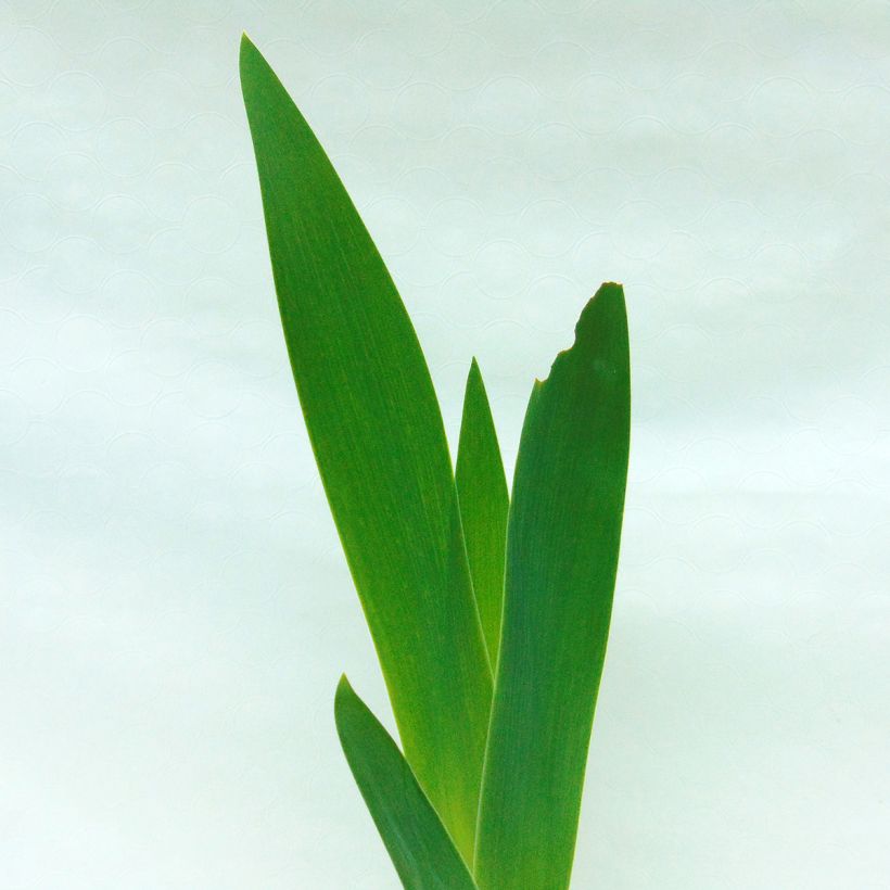 Iris Saturn - Tall Bearded Iris (Foliage)