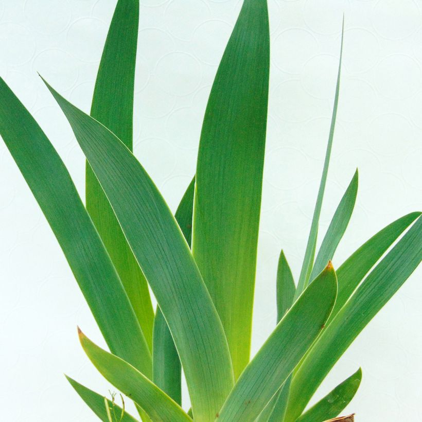 Iris Sirop de Framboise (Foliage)