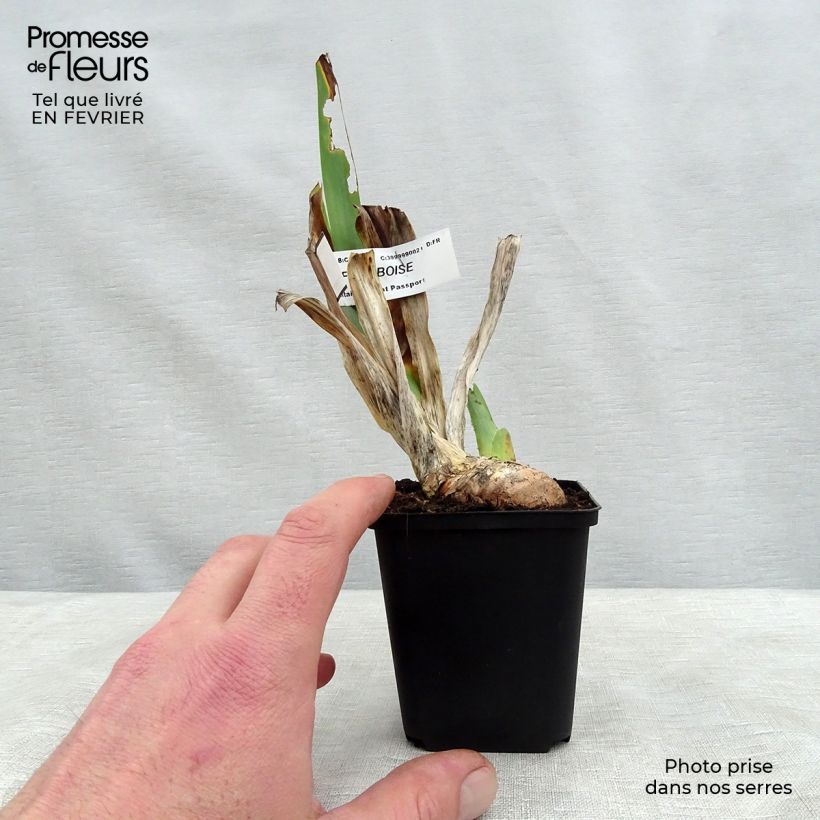 Iris Sirop de Framboise 8/9 cm pot sample as delivered in winter