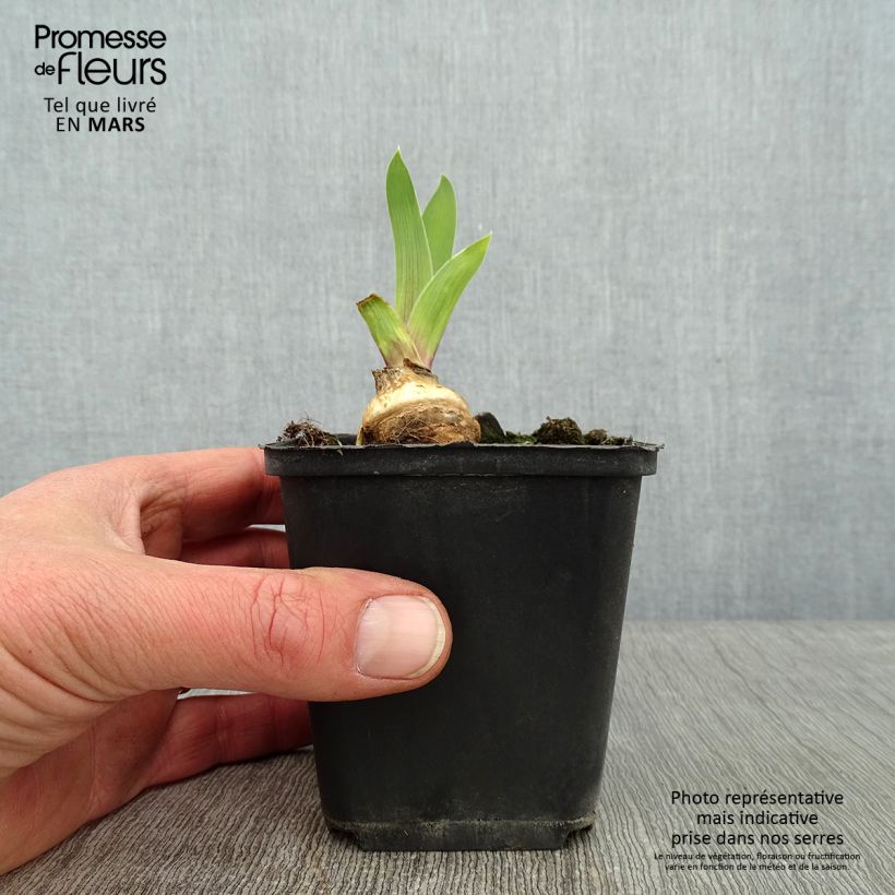 Iris Skyfire - Tall Bearded Iris 8/9 cm pot sample as delivered in winter