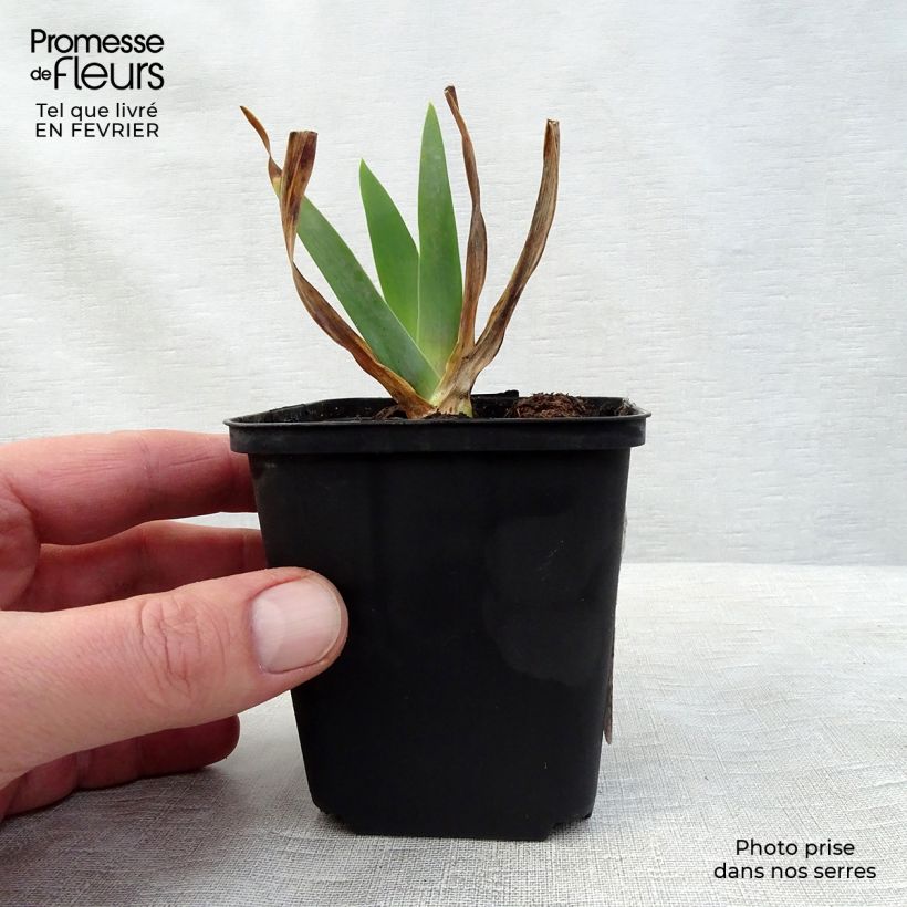 Iris Smiling Faces - Tall Bearded Iris 8/9 cm pot sample as delivered in winter