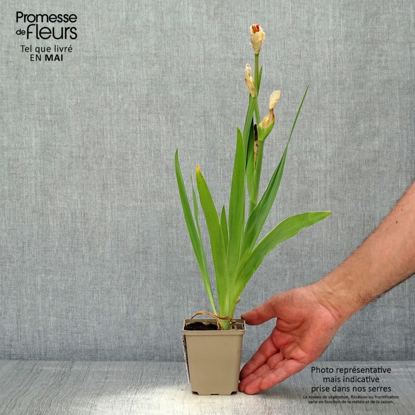 Iris Sorbet Fraise - Tall Bearded Iris sample as delivered in spring