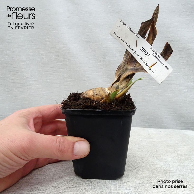Iris Spot - Bearded Iris 8/9 cm pot sample as delivered in winter