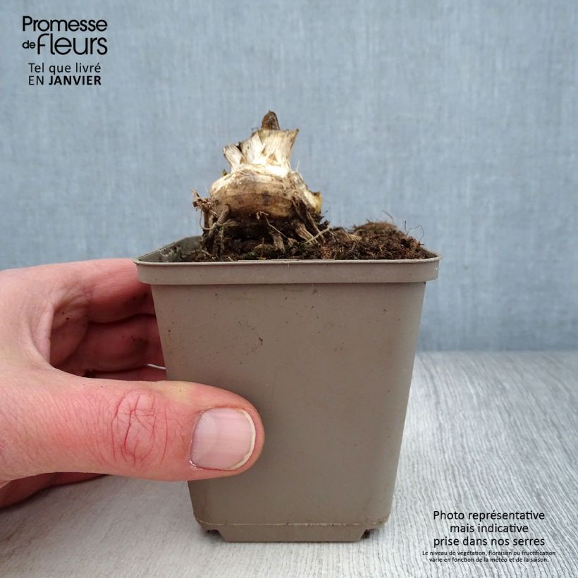 Iris Storm Center - Bearded Iris 8/9 cm pot sample as delivered in winter