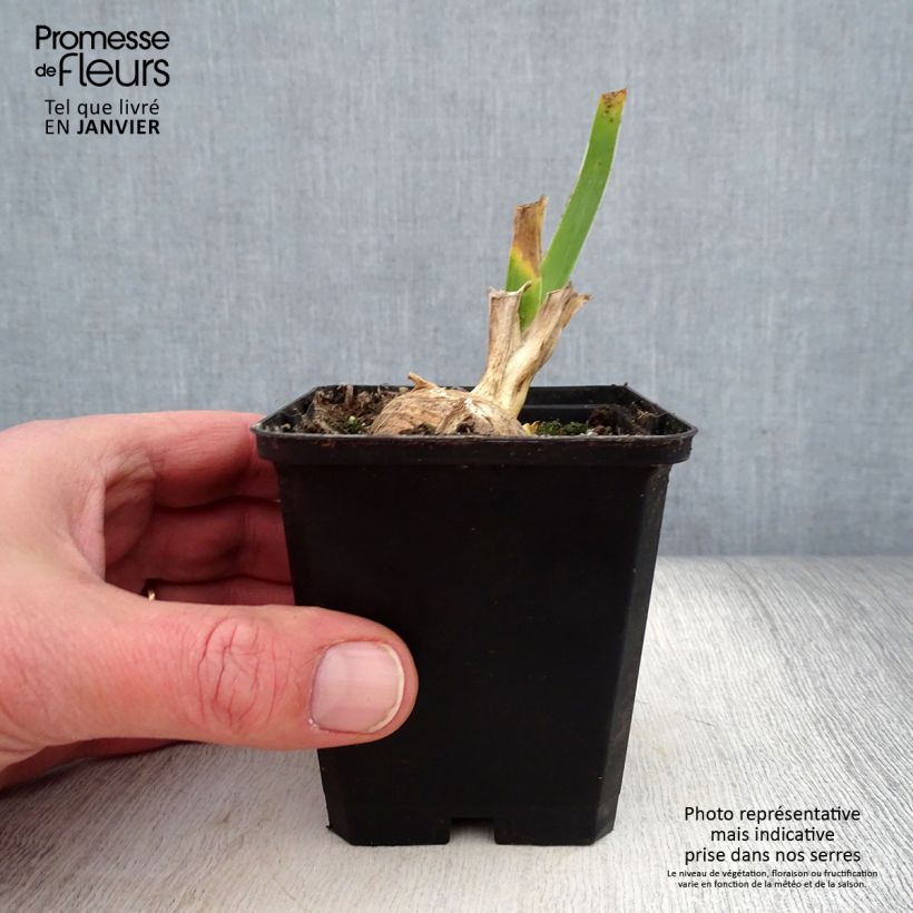Iris Sunset Sky - Tall Bearded Iris 8/9 cm pot sample as delivered in winter