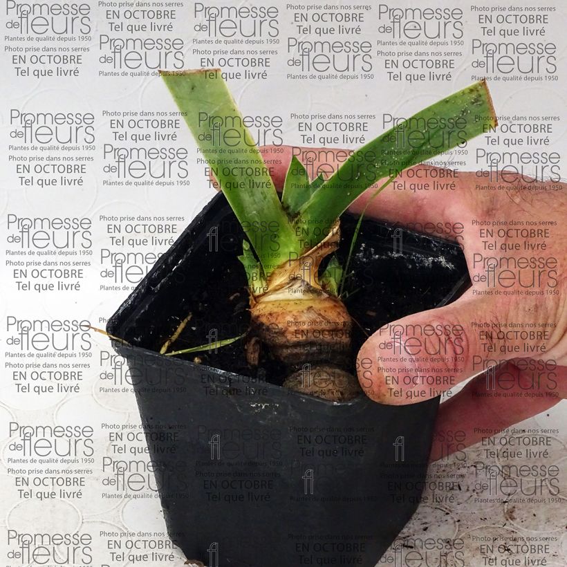 Example of Iris Tanzanian Tangerine - Tall Bearded Iris 8/9 cm pot specimen as delivered