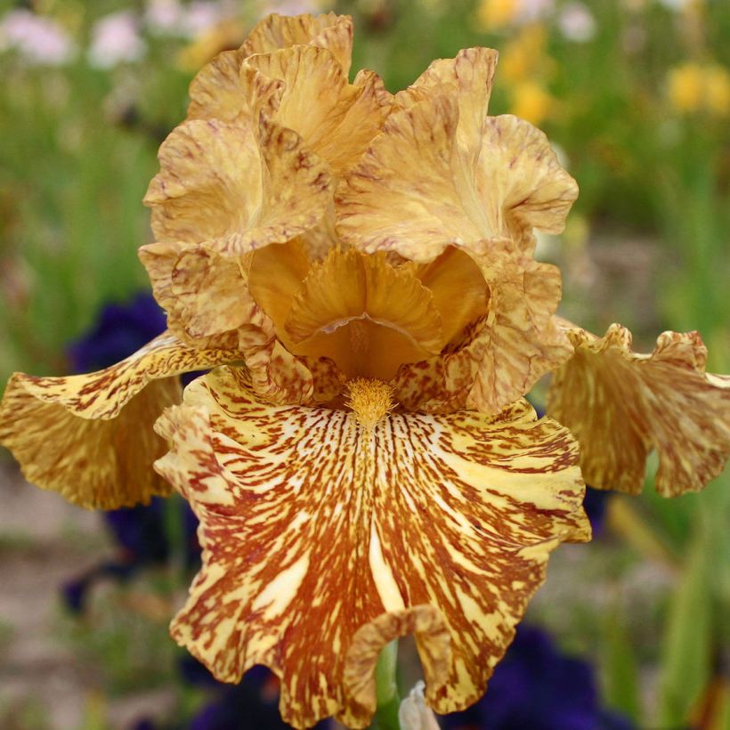 Iris Tiger Honey - Tall Bearded Iris (Flowering)