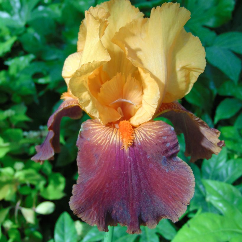 Iris Torero - Tall Bearded Iris (Flowering)