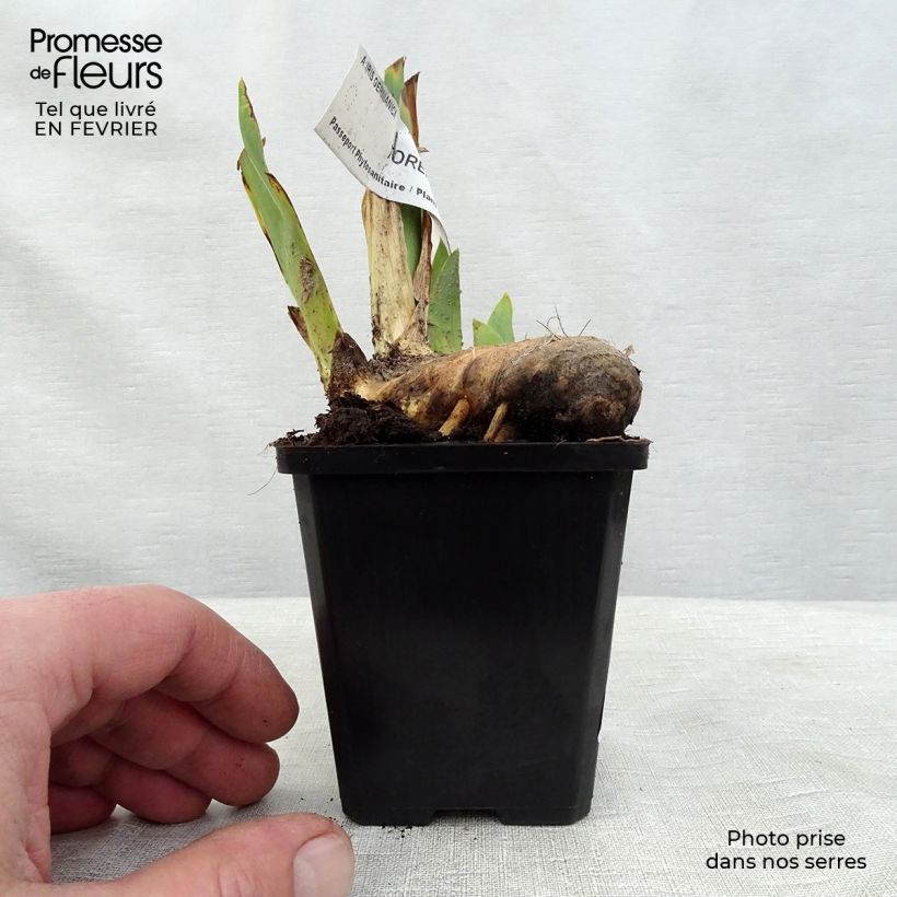 Iris Torero - Tall Bearded Iris 8/9 cm pot sample as delivered in winter