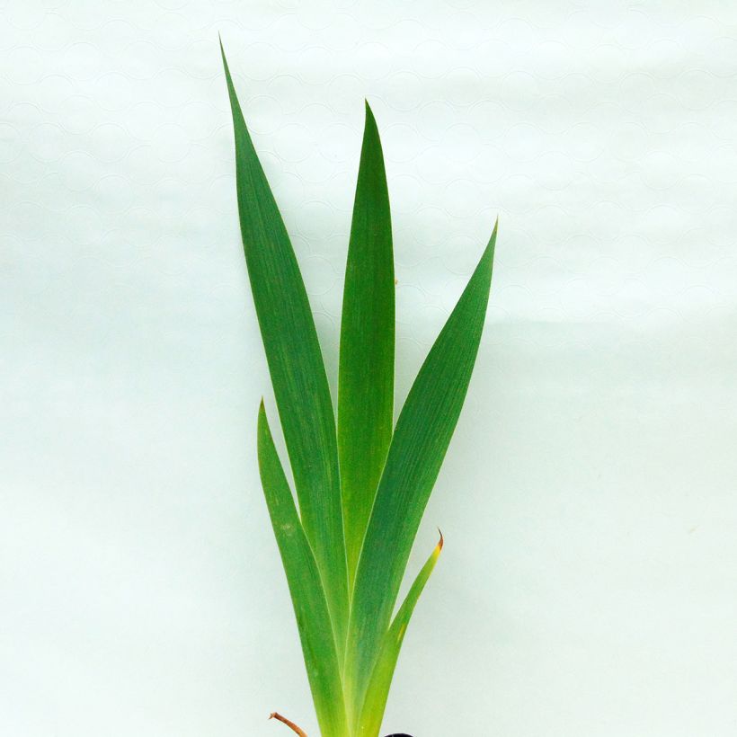 Iris Total Recall (Foliage)