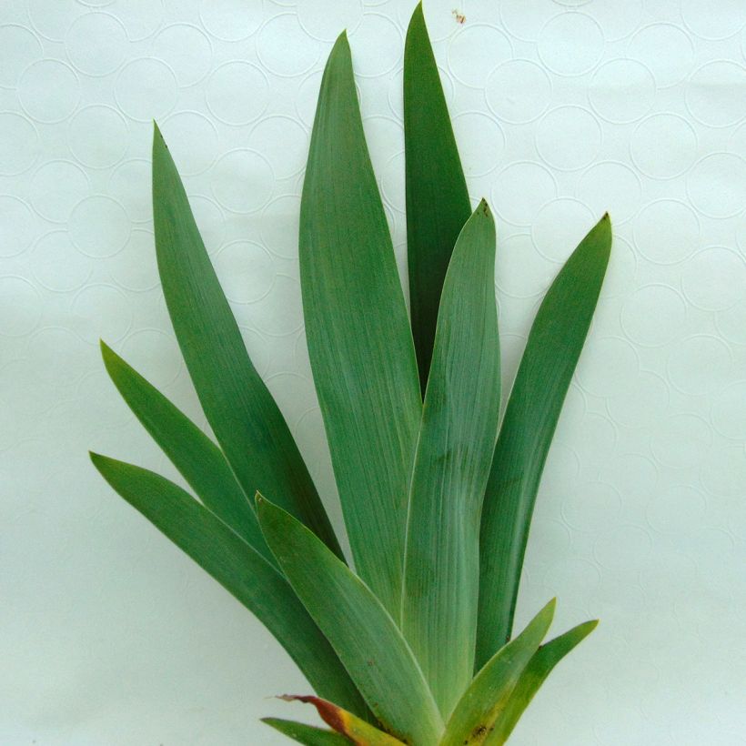 Iris Toucan Tango - Tall Bearded Iris (Foliage)