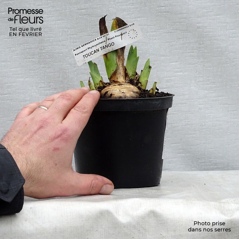 Iris Toucan Tango - Tall Bearded Iris 8/9 cm pot sample as delivered in winter