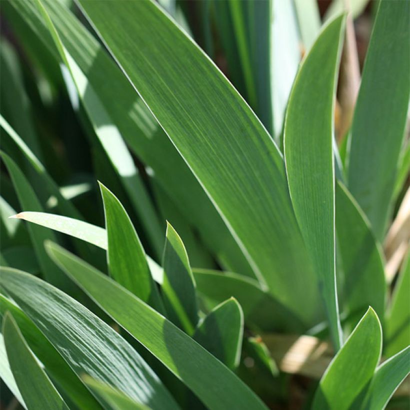 Iris Trade Secret (Foliage)