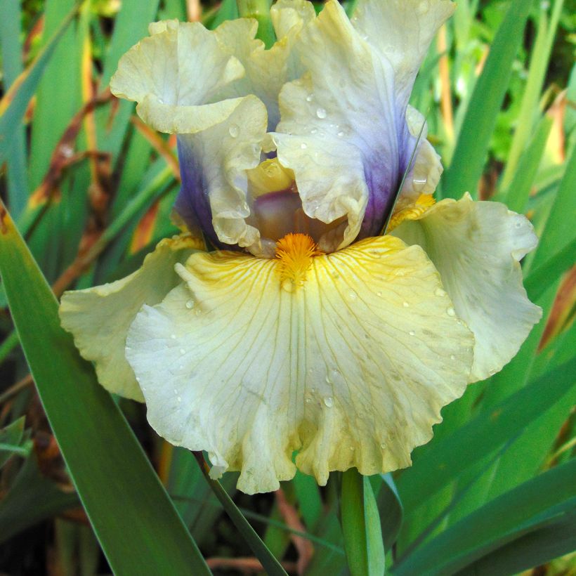 Iris Trade Secret (Flowering)
