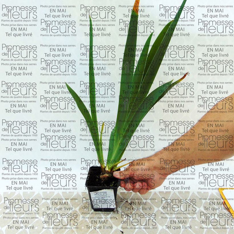 Example of Iris Trade Secret 8/9 cm pot specimen as delivered