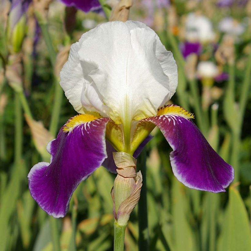Iris Wabash - Tall Bearded Iris (Flowering)